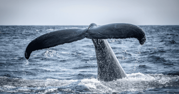 Whale Is Tangled In Net When Fisherman Jumps In To Save Its Life